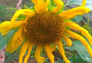 29-30 Eylül 2018 - KampaGidelimmiBABA  Ekolojik Çocuk Kampı Güncesi